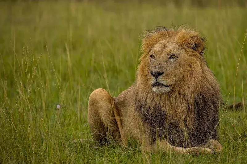 Footprints of Africa